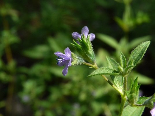 {Isanthus brachiatus}